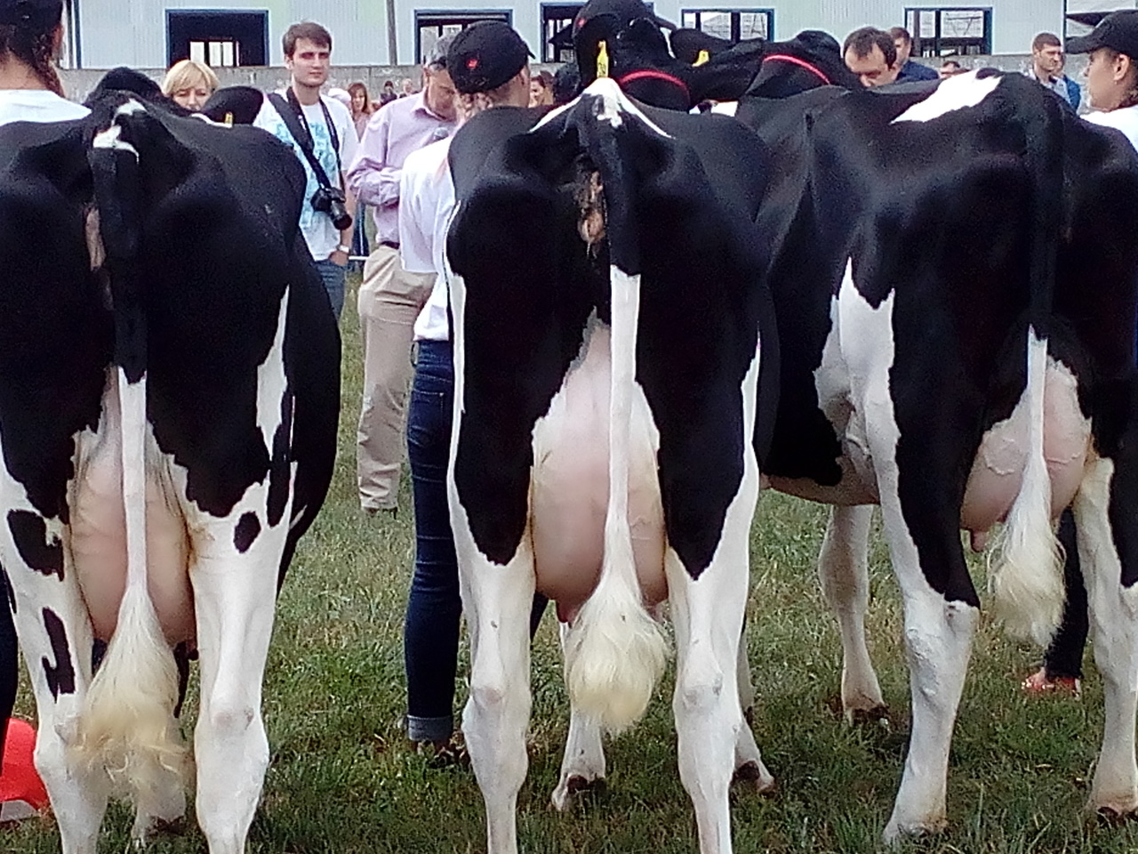 Оцінка типу корів голштинської породи